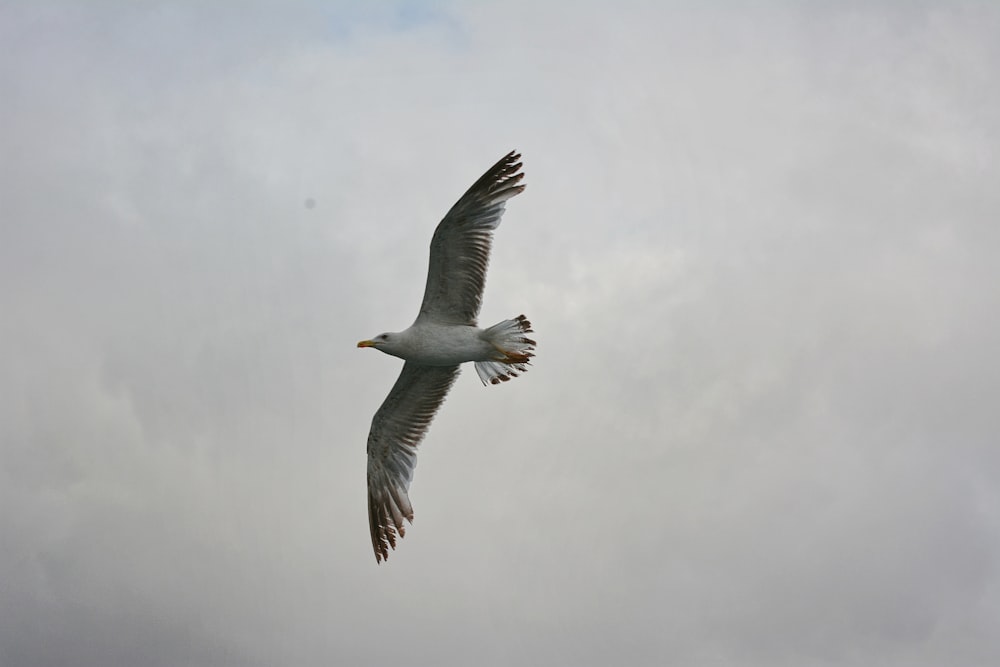 a white bird flying through a cloudy sky
