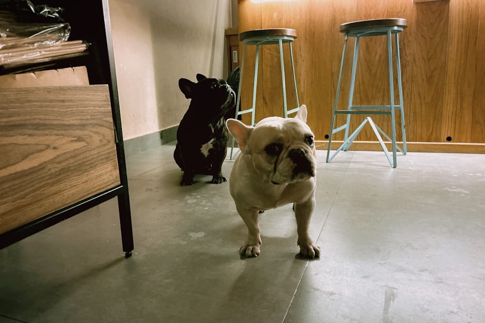 a small white dog standing next to a black dog