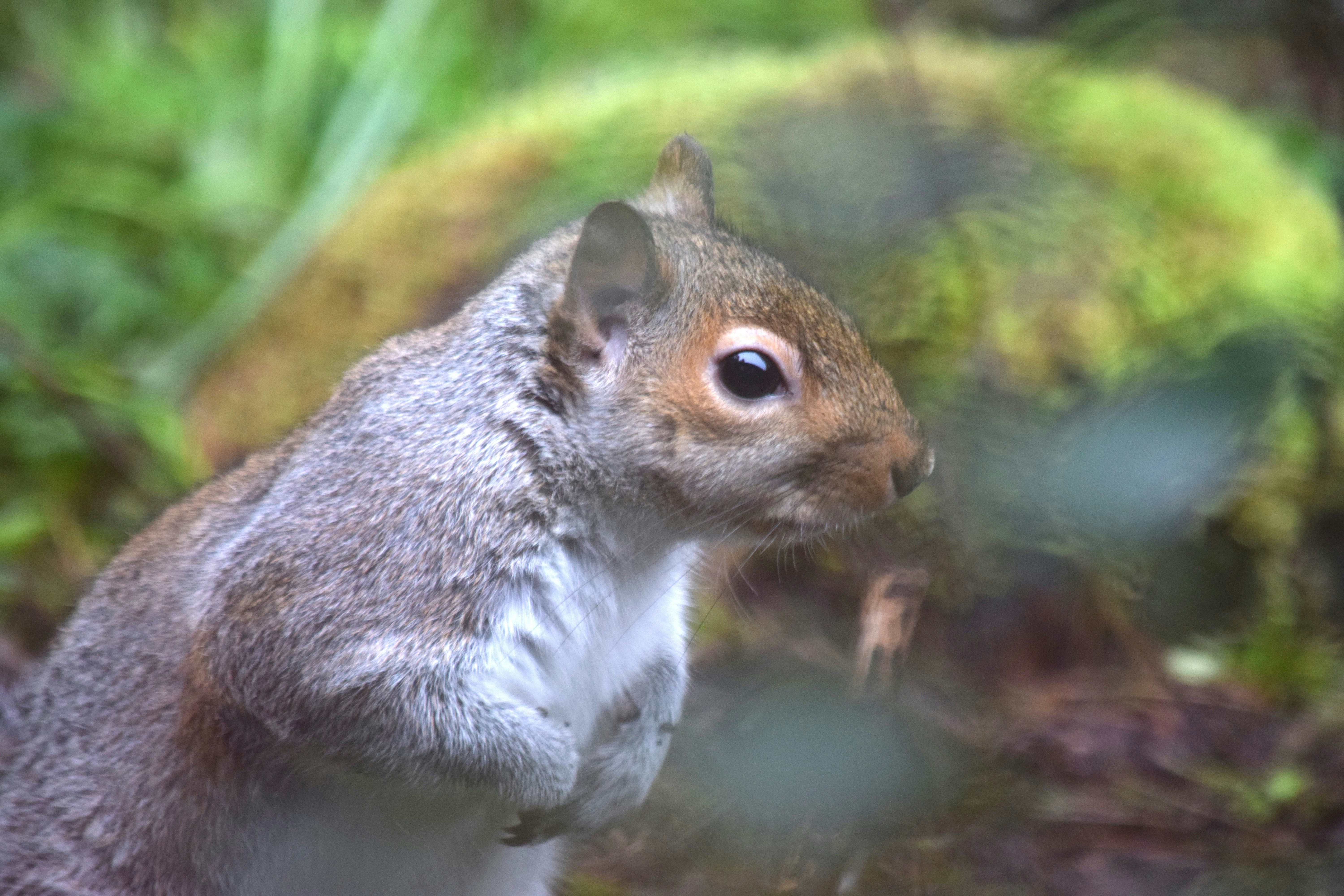 a close up of a squirrel in the woods