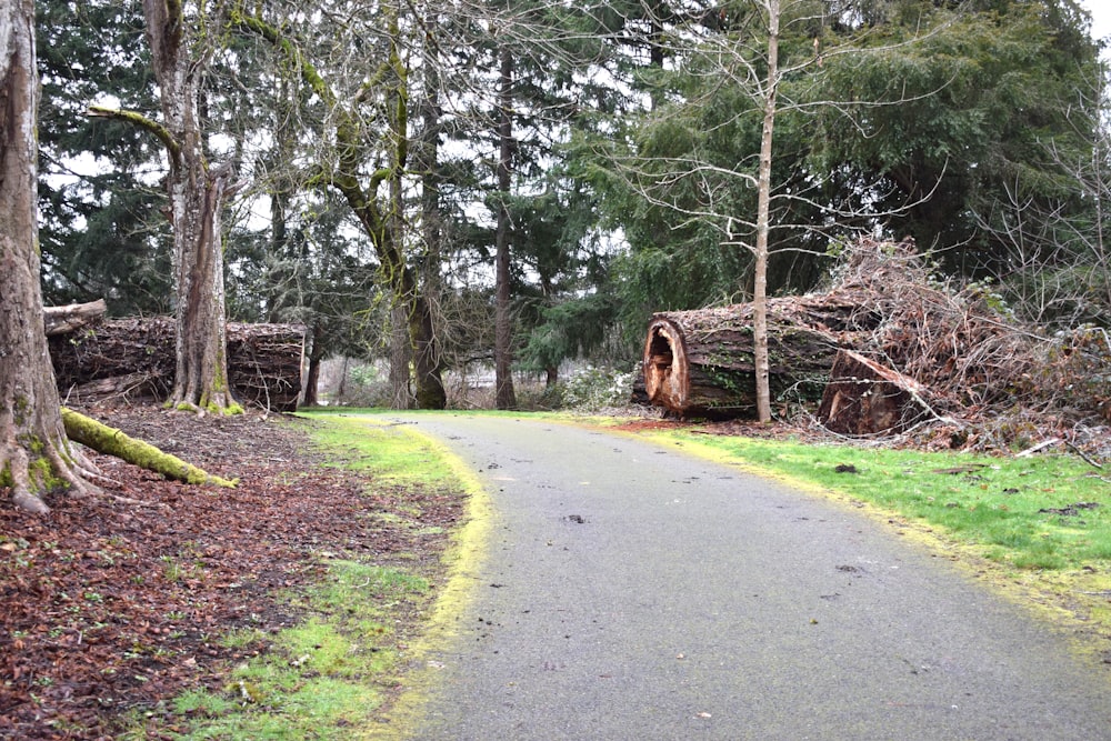 a tree that has fallen down on a road