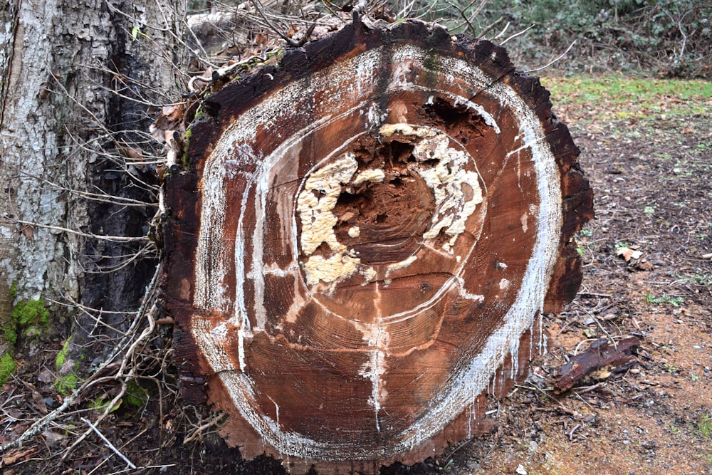 a tree stump that has been cut down