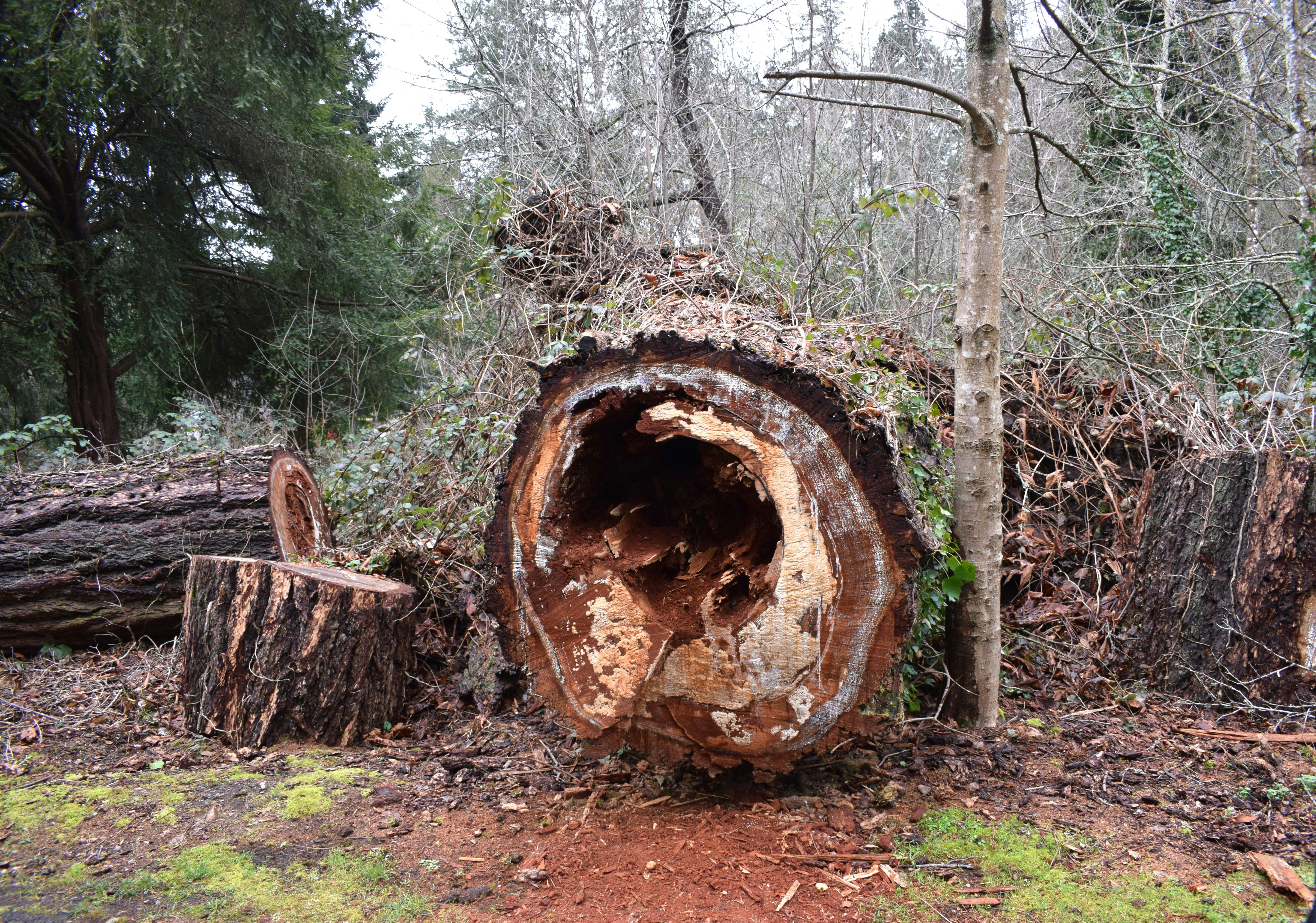 Bleemeo Monitoring and logging