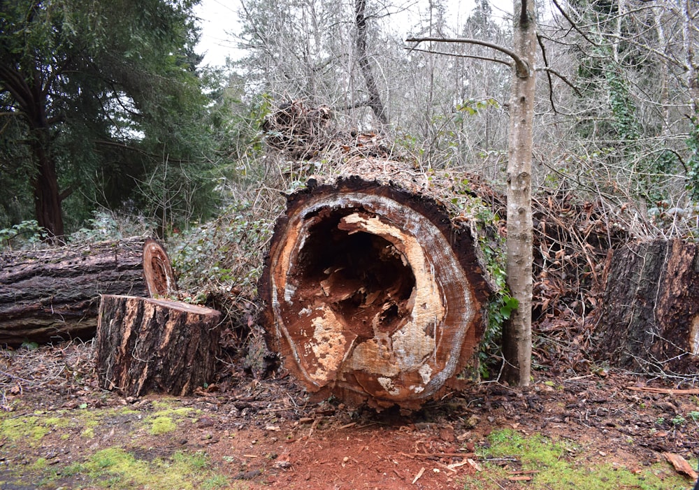 a tree that has been cut down in the woods