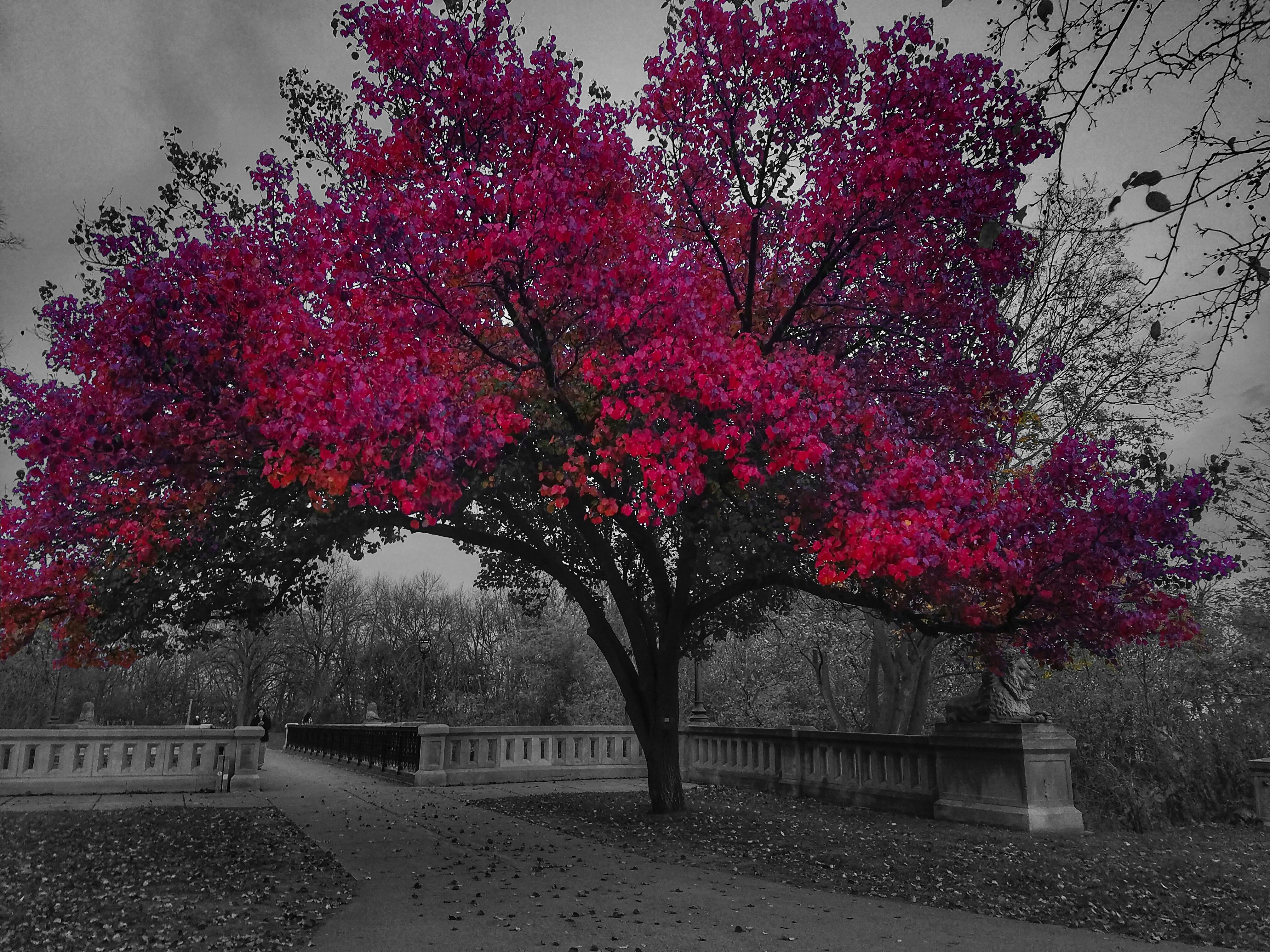 a black and white photo of a pink tree