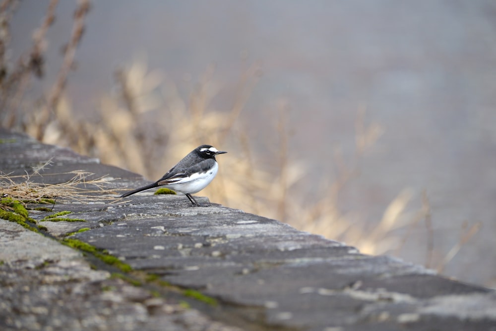 a small bird standing on a brick wall