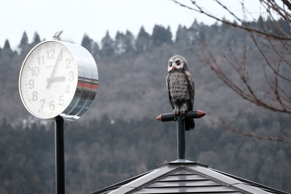 an owl sitting on top of a roof next to a clock