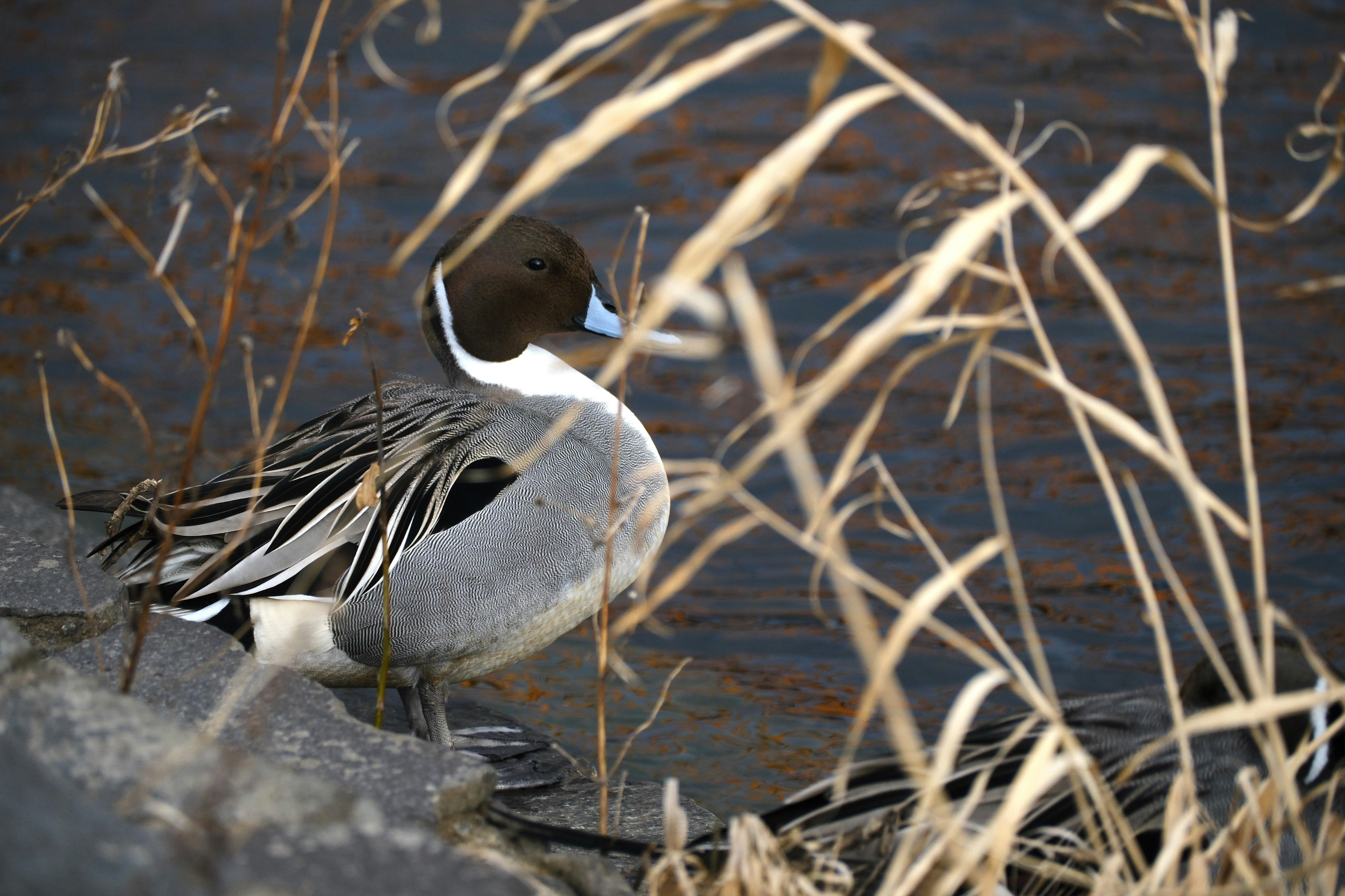 Photo by seiya_maeda