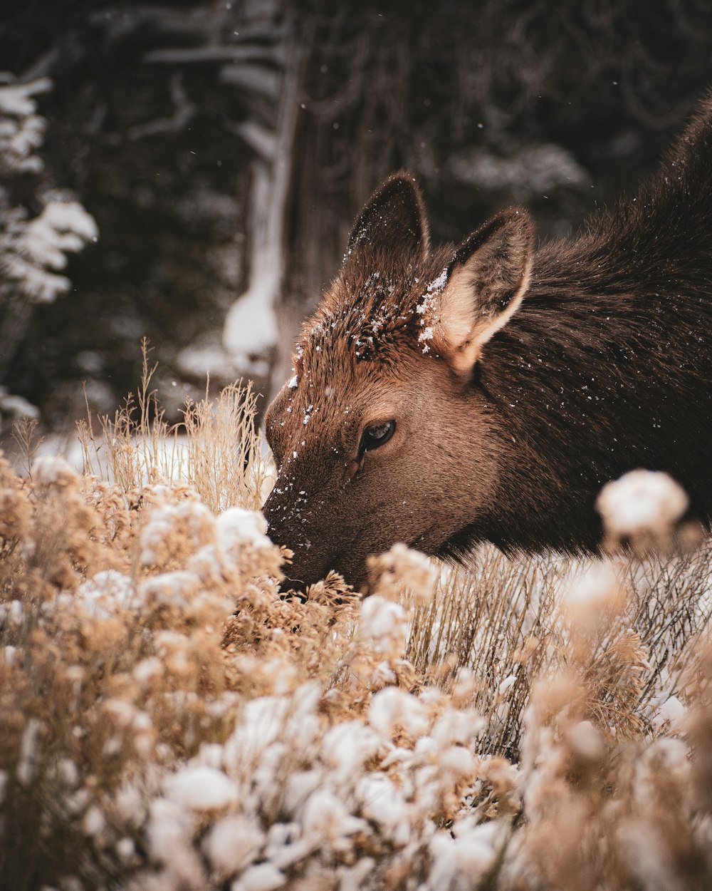 a moose is standing in a field of snow