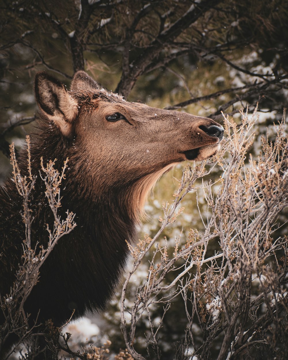 a close up of a deer's face in a tree