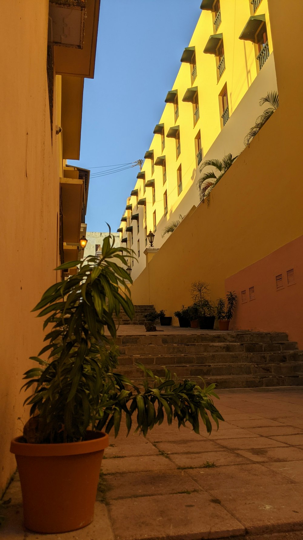 a potted plant sitting on the side of a building