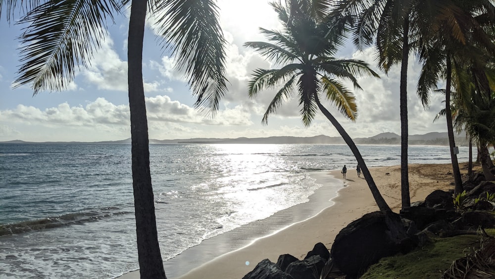 a beach with palm trees and people walking on it