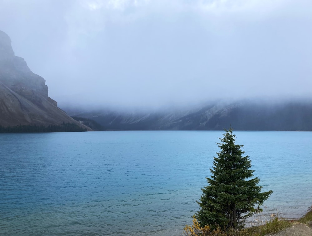 a lone tree stands in the foreground of a lake