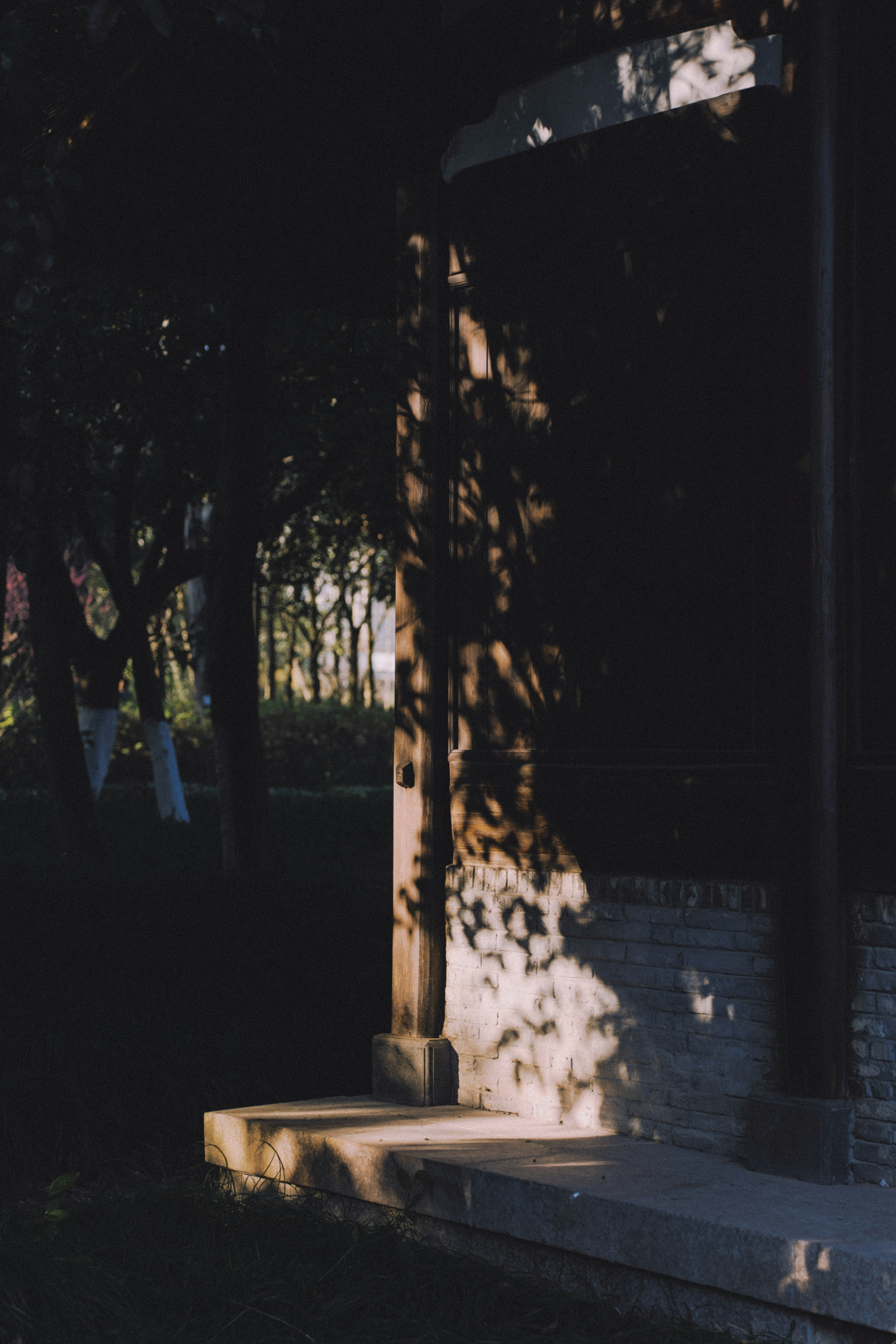 the shadow of a tree is cast on the steps
