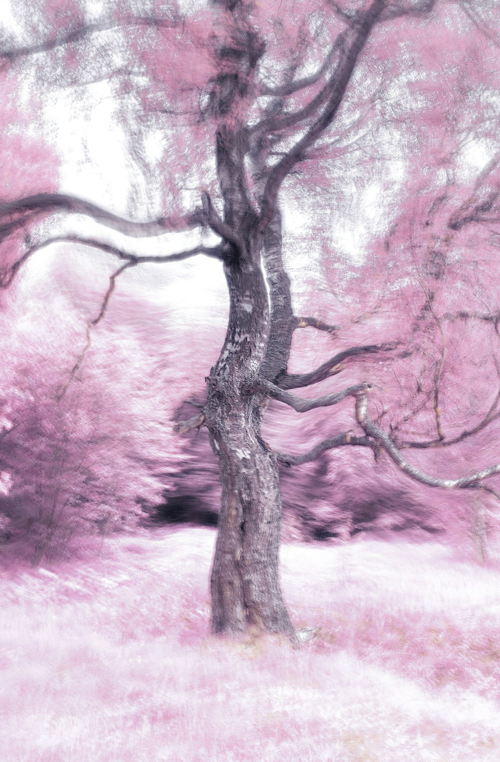 a tree with pink leaves in a field