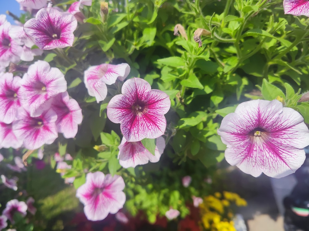 a bunch of flowers that are in a pot