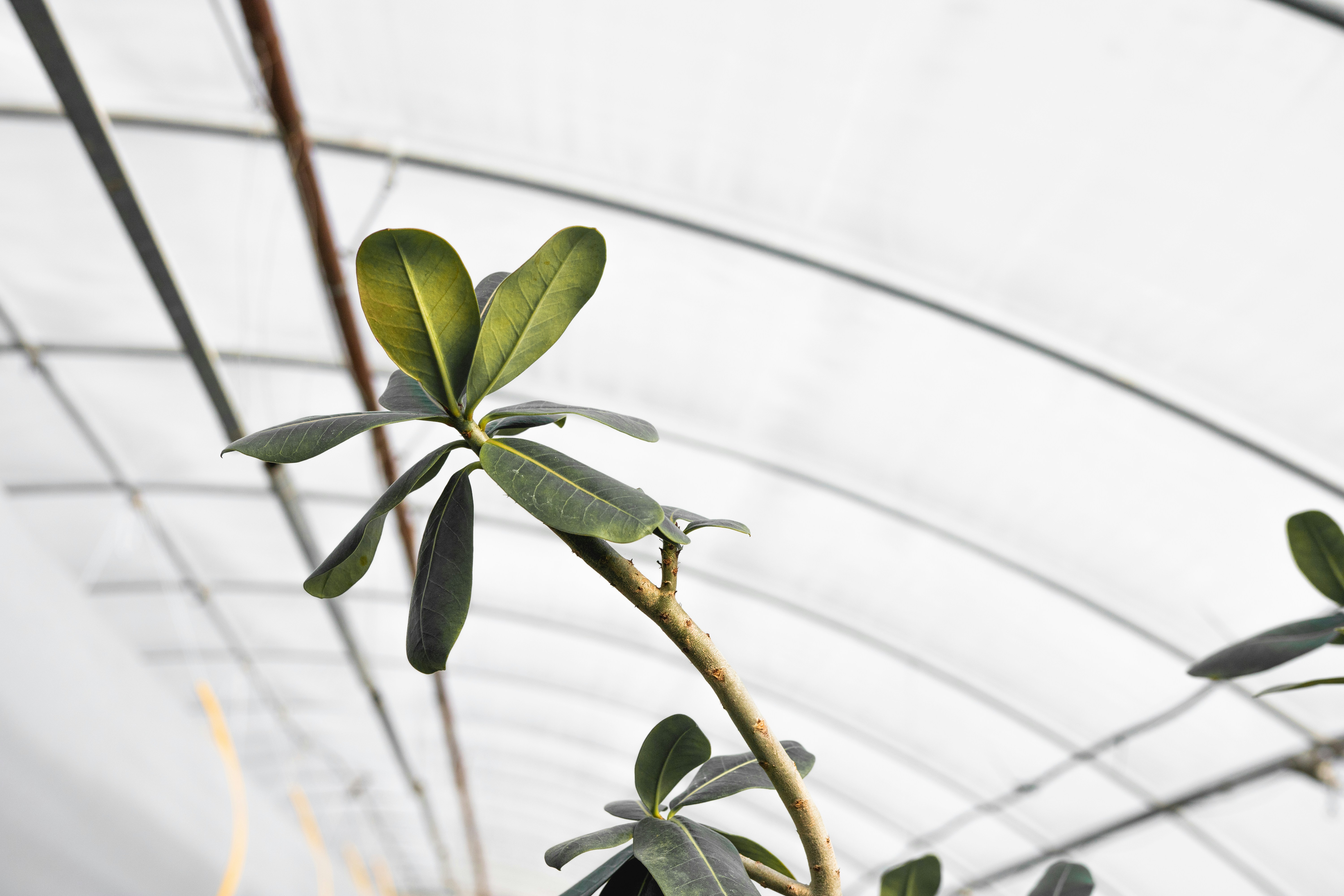 Greenhouse branch with leaves