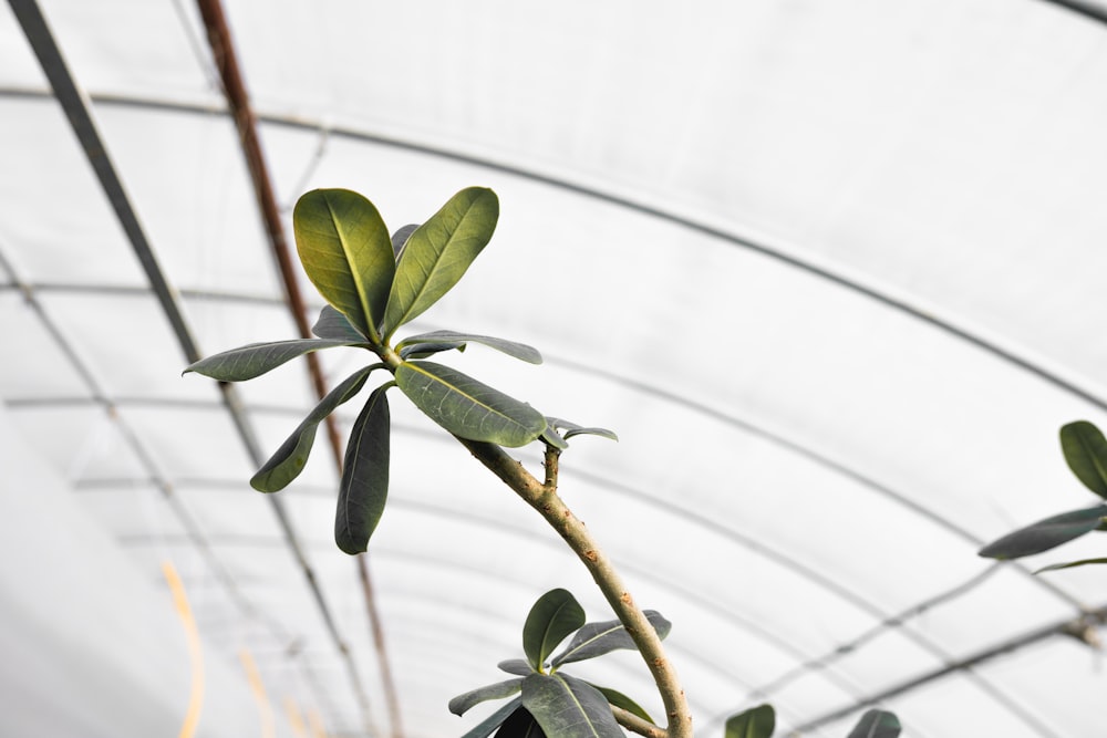 a branch with leaves in a greenhouse