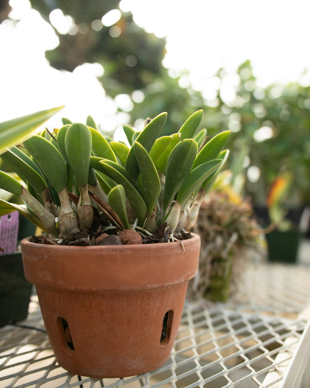 a small potted plant sitting on top of a table