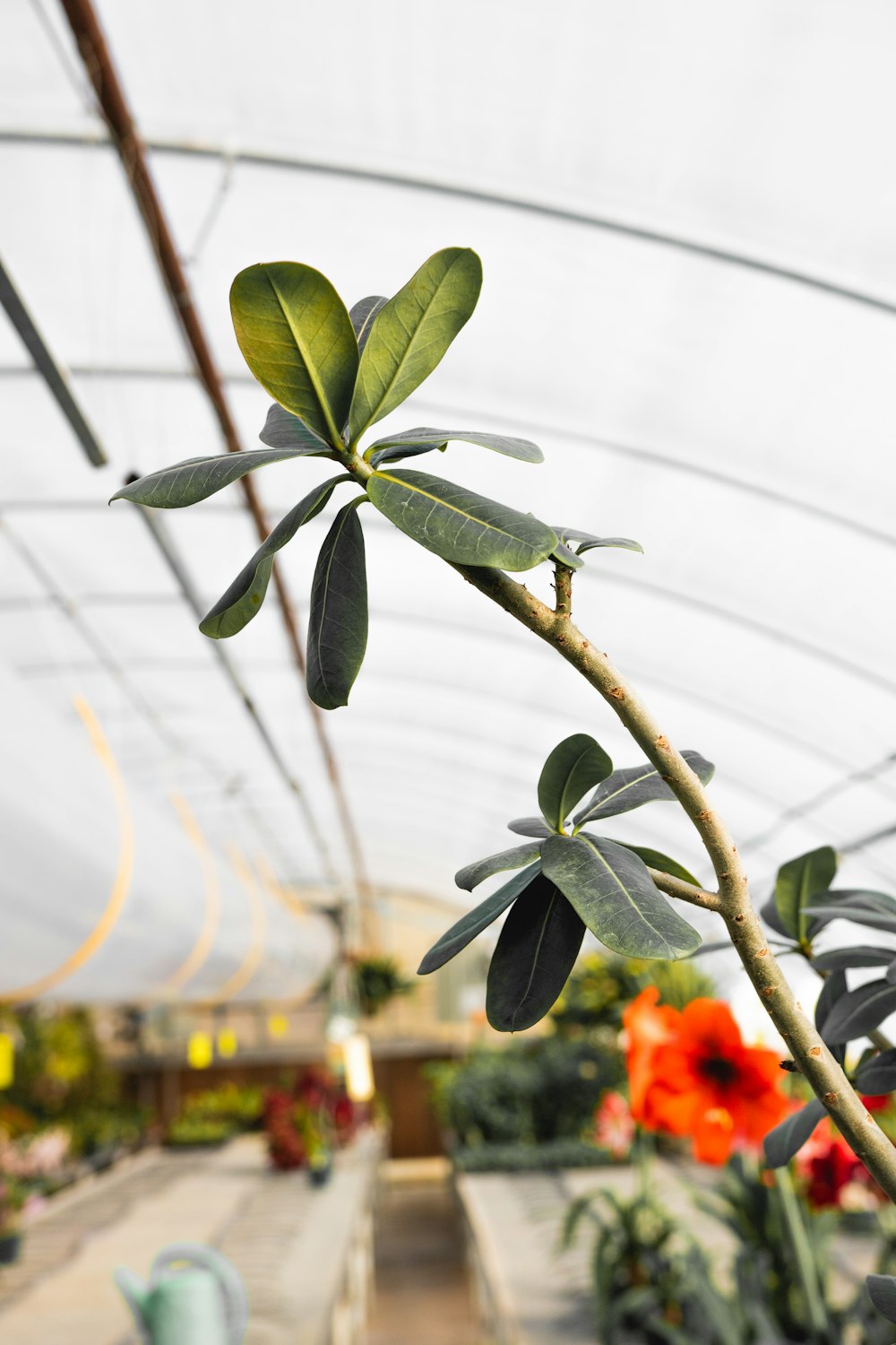 a plant in a greenhouse with lots of flowers