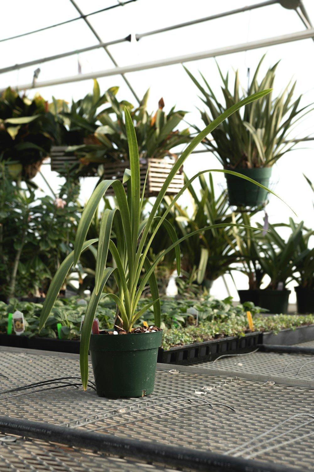 a bunch of plants that are in a greenhouse