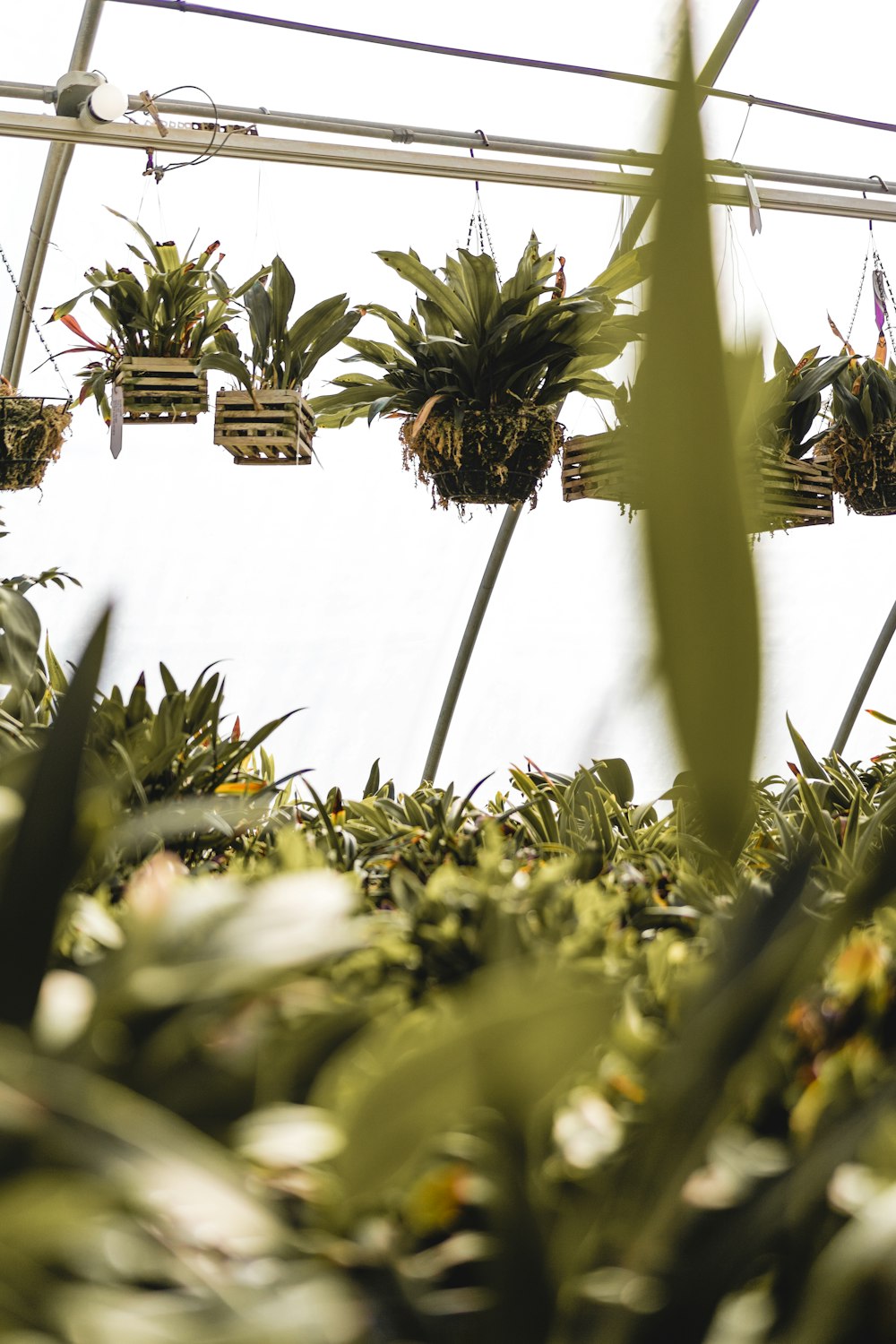 a group of hanging plants in a greenhouse