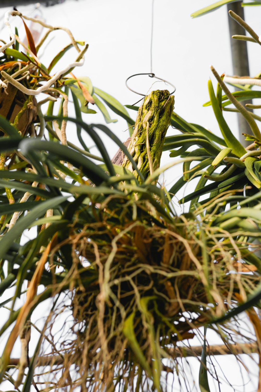 a close up of a plant with lots of green leaves