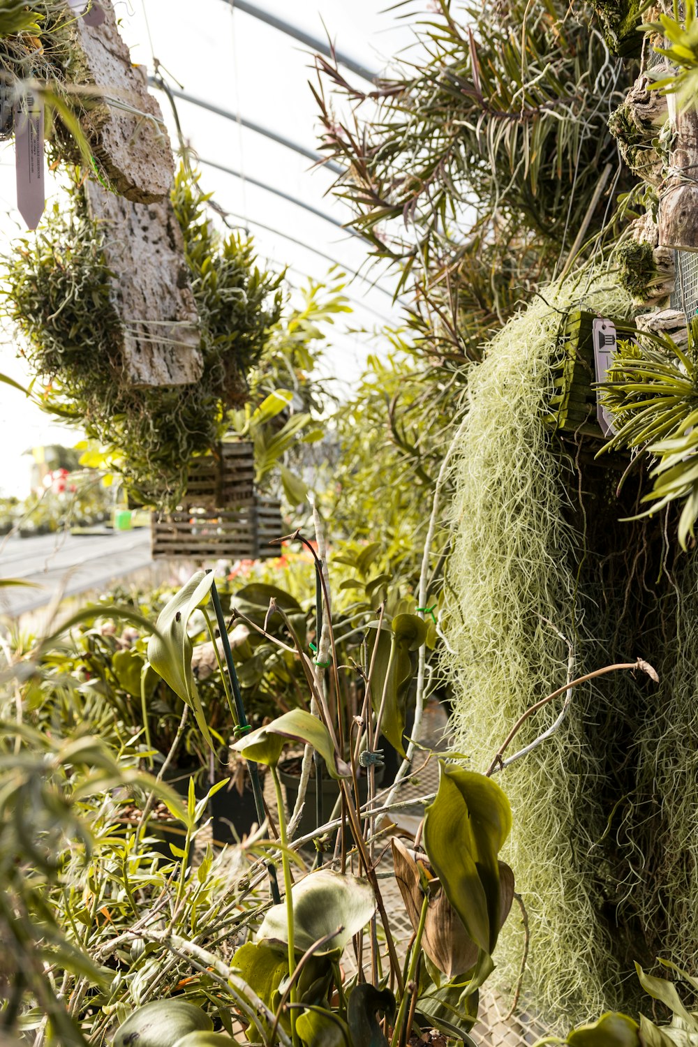 a bunch of plants that are in a greenhouse