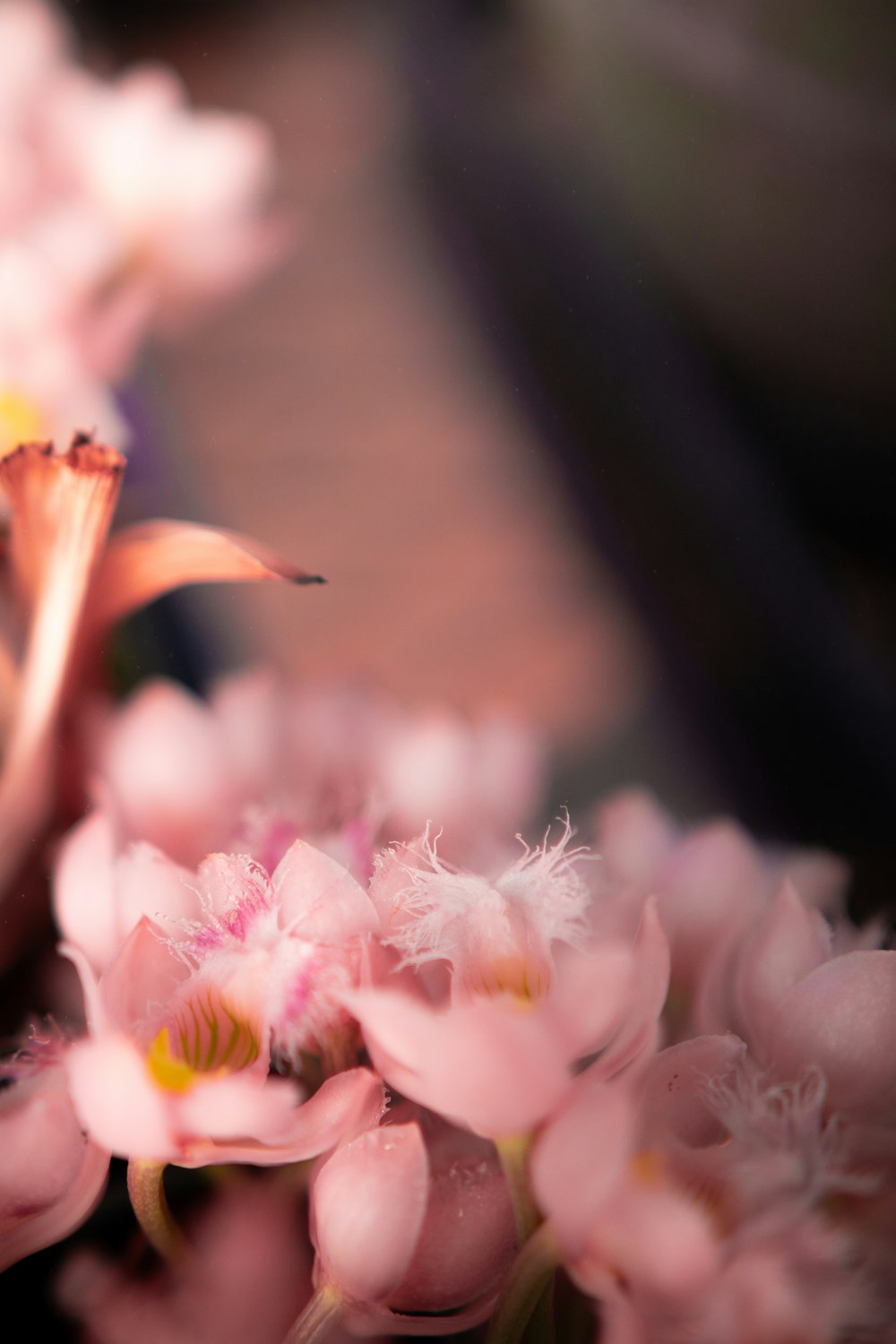 a close up of a bunch of pink flowers