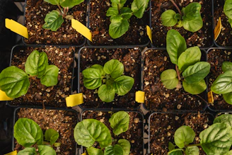 a close up of a bunch of plants with yellow tape on them