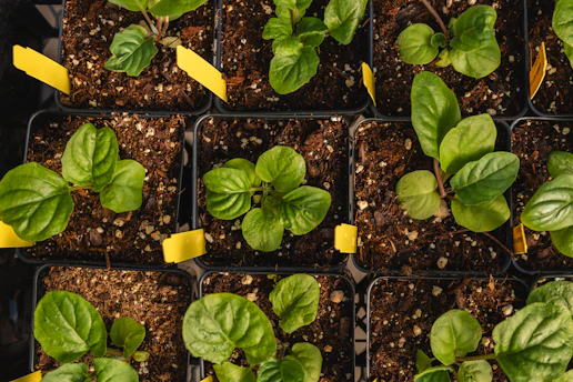 a close up of a bunch of plants with yellow tape on them