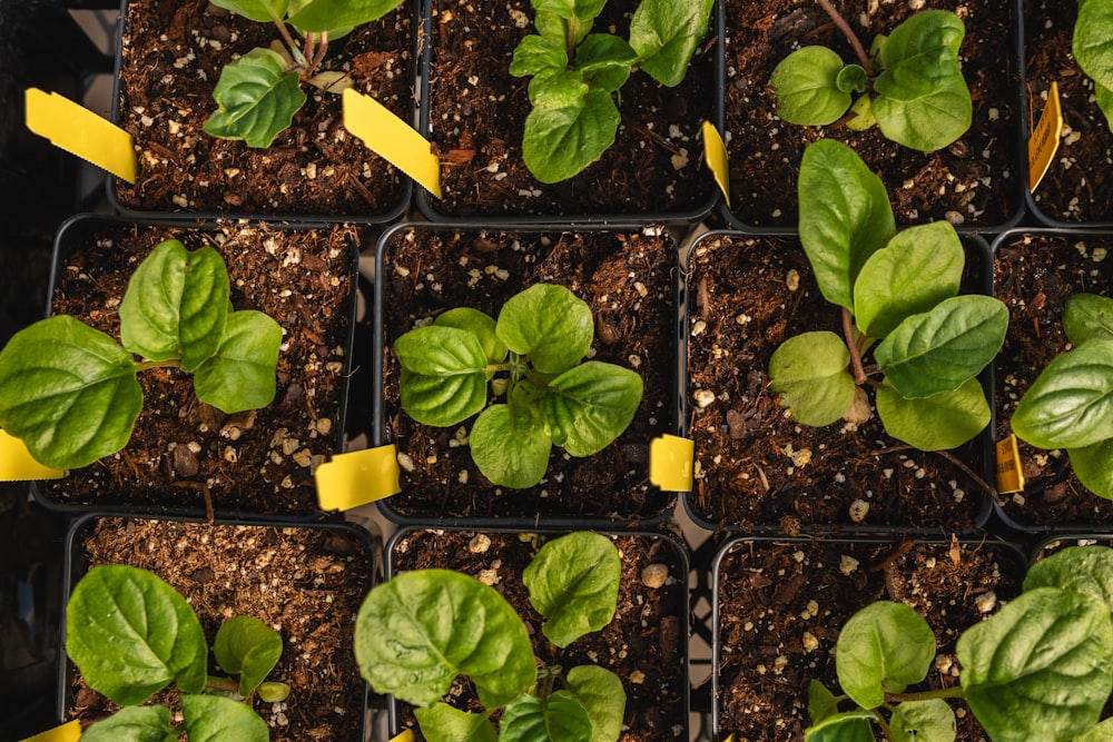 a close up of a bunch of plants with yellow tape on them