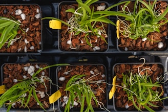 a group of plastic trays filled with plants