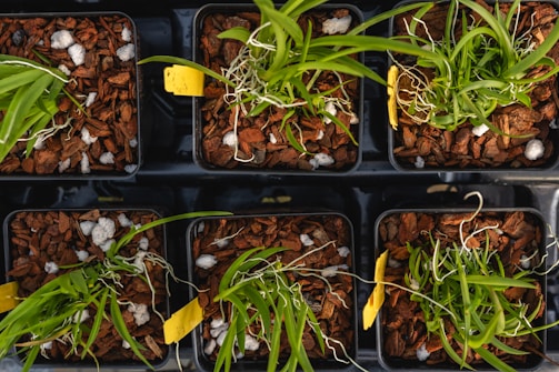a group of plastic trays filled with plants