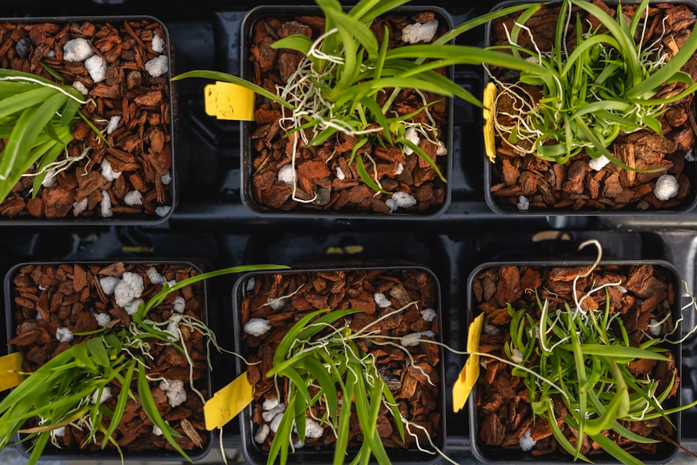 a group of plastic trays filled with plants