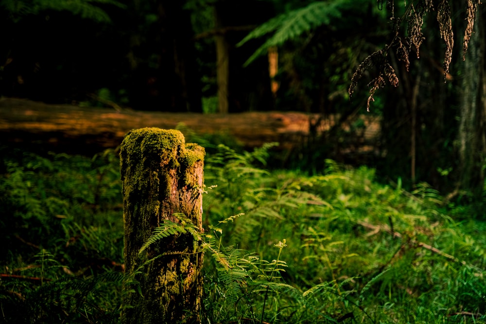 un tocón de árbol cubierto de musgo en medio de un bosque