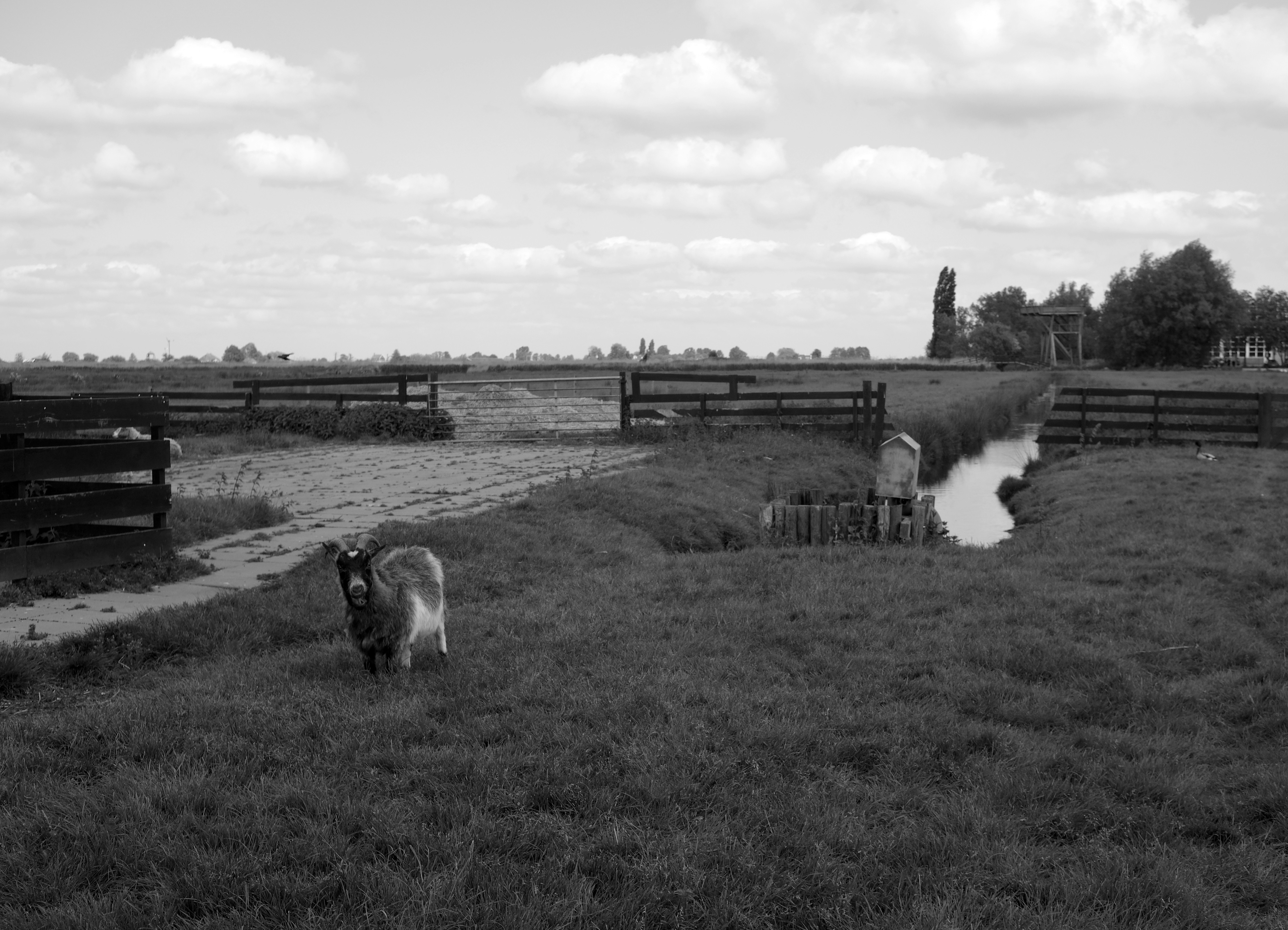 a black and white photo of a dog in a field