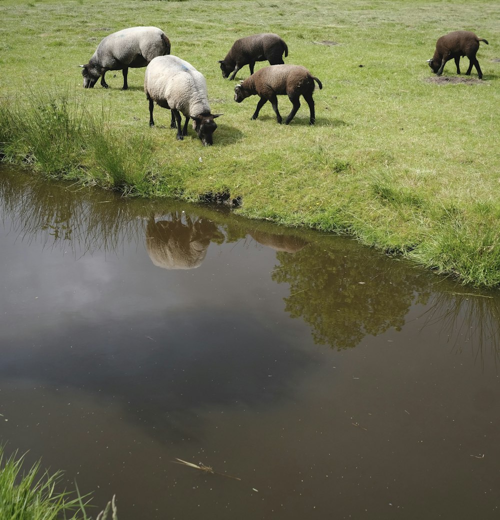 Eine Schafherde grast auf einer saftig grünen Wiese