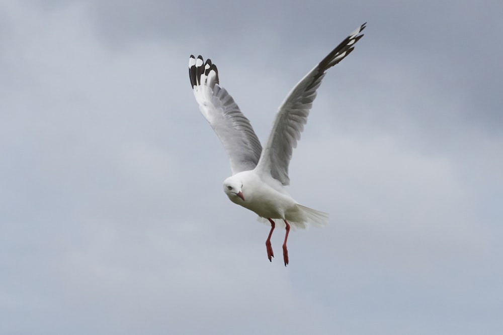 a white and black bird flying through a cloudy sky