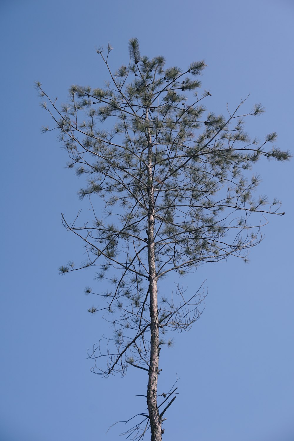 a tall pine tree with no leaves on it