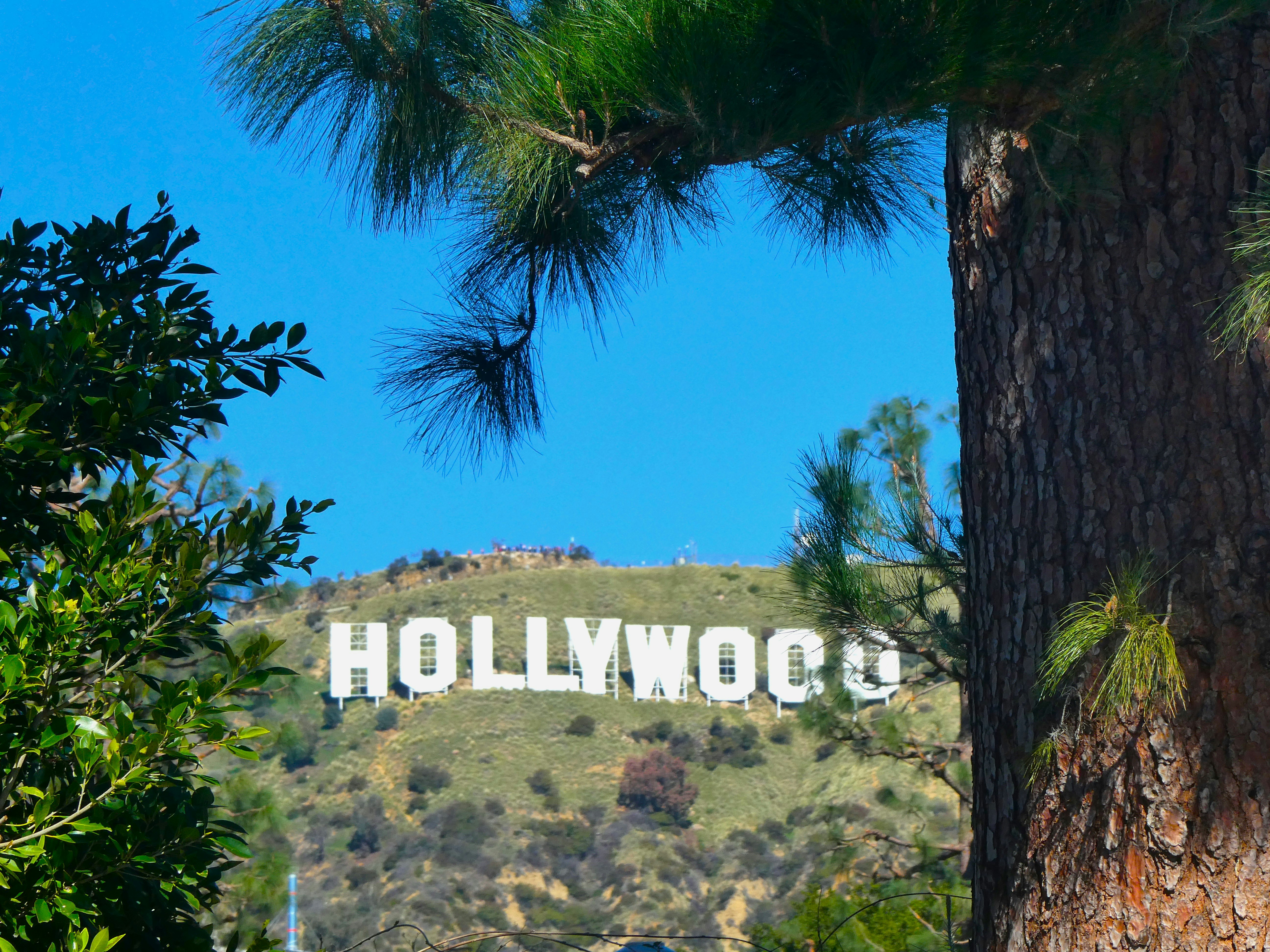 Hollywood sign on a hillside framed by pine trees under a bright blue sky.