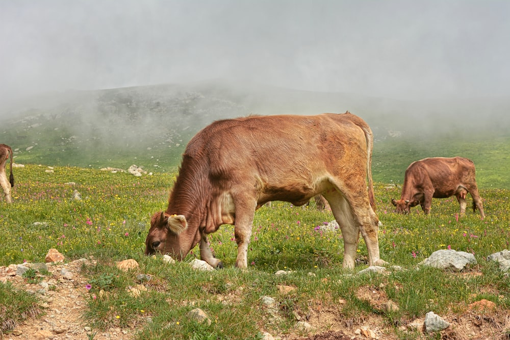 a group of cows grazing on a lush green field