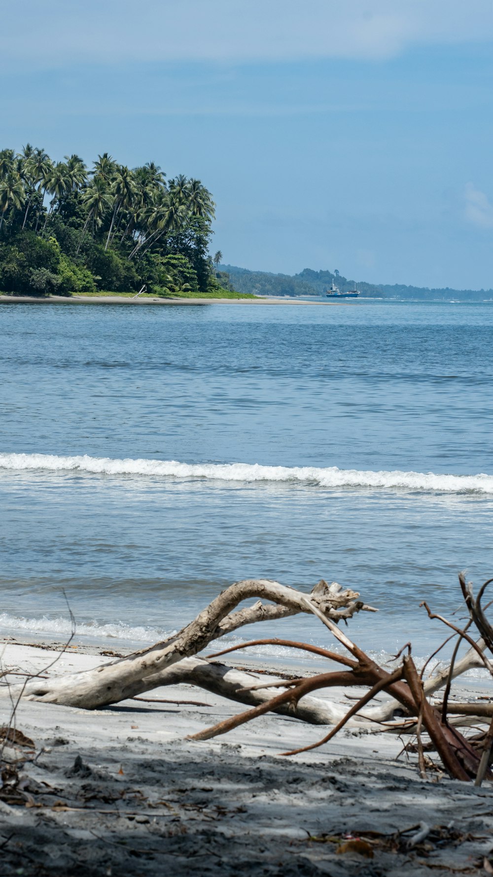 una rama de árbol tendida en una playa junto al océano