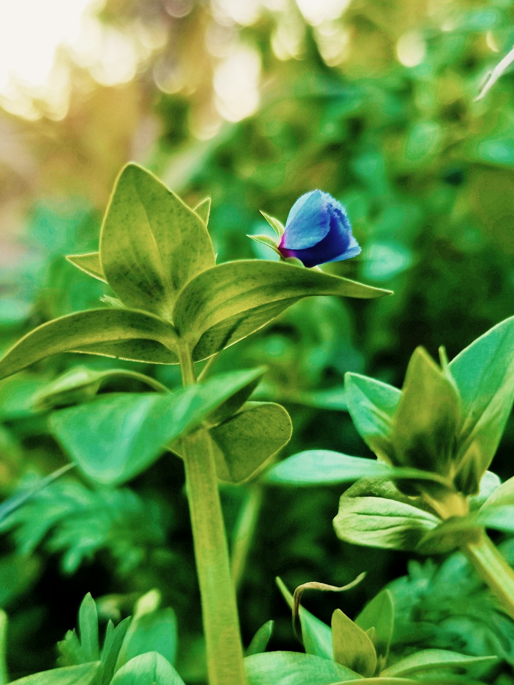 a blue flower sitting on top of a lush green field