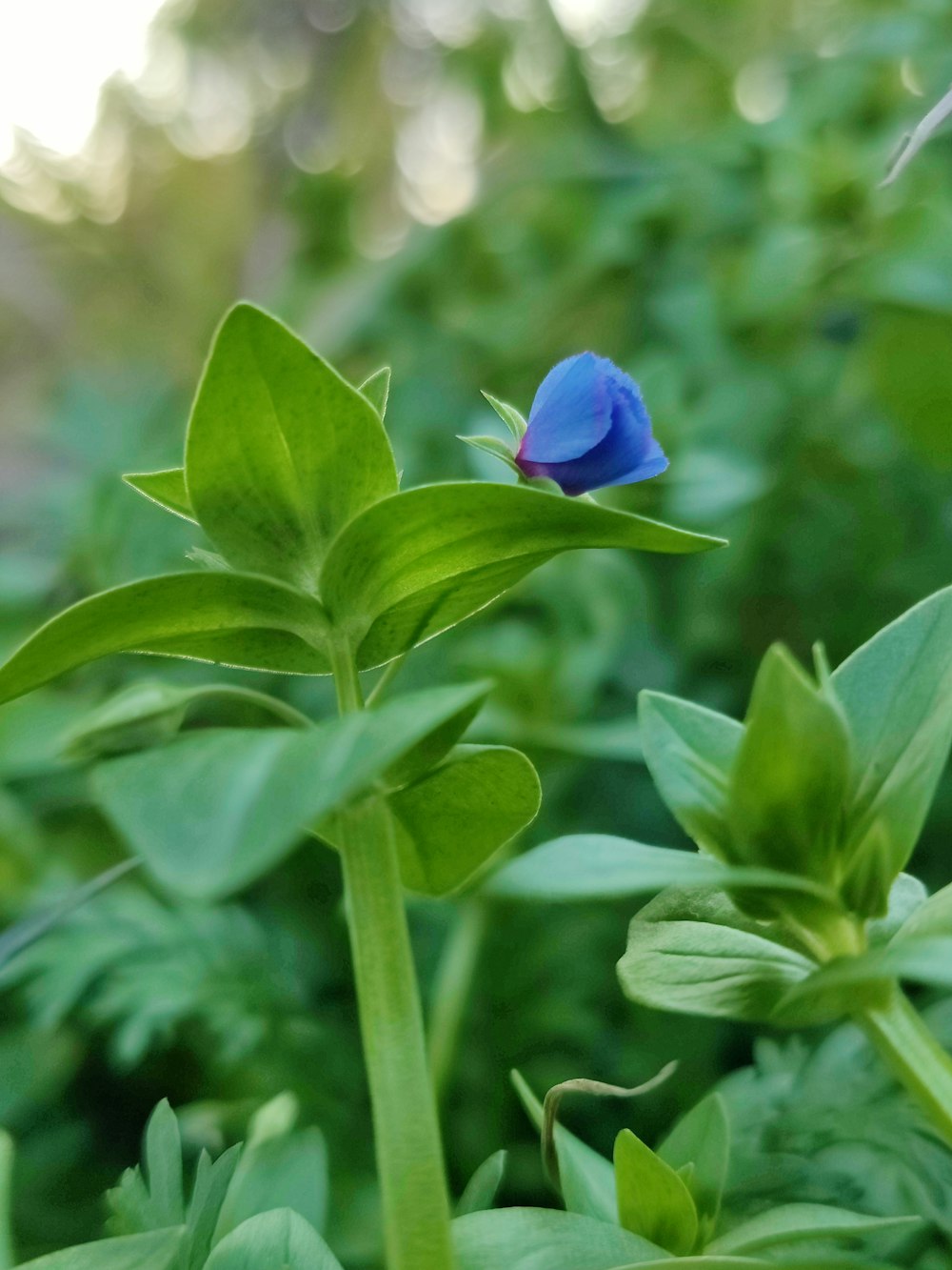 a blue flower is in the middle of some green plants