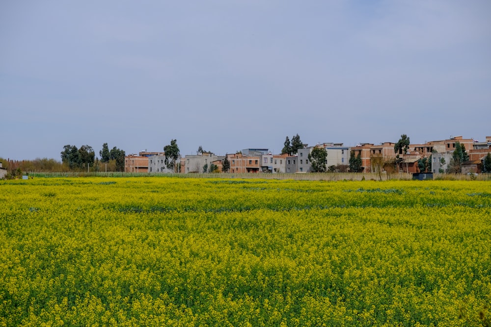 a large field of yellow flowers with houses in the background