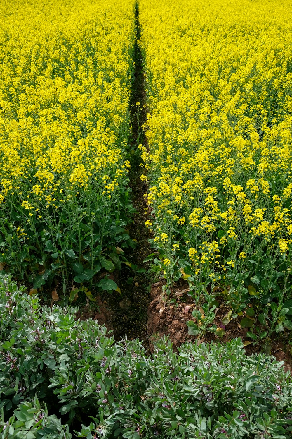 a field of yellow flowers with a line in the middle of it
