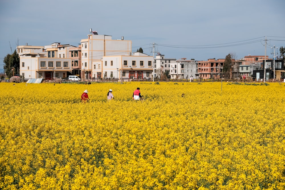 a group of people walking through a field of yellow flowers