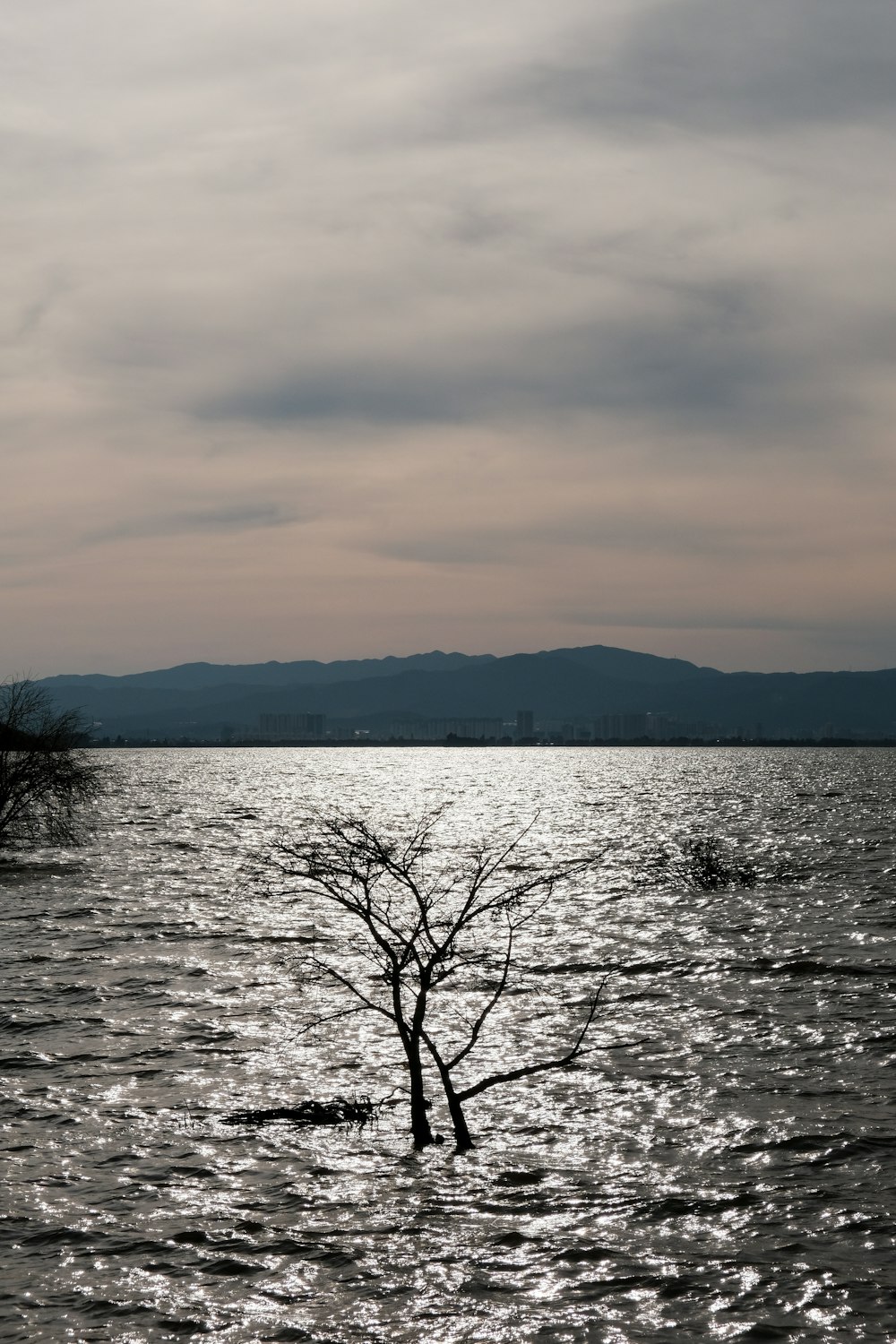 a lone tree in the middle of a body of water