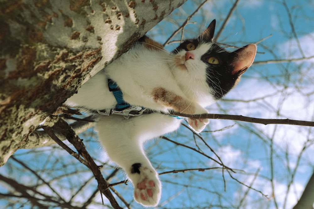 a black and white cat climbing up a tree