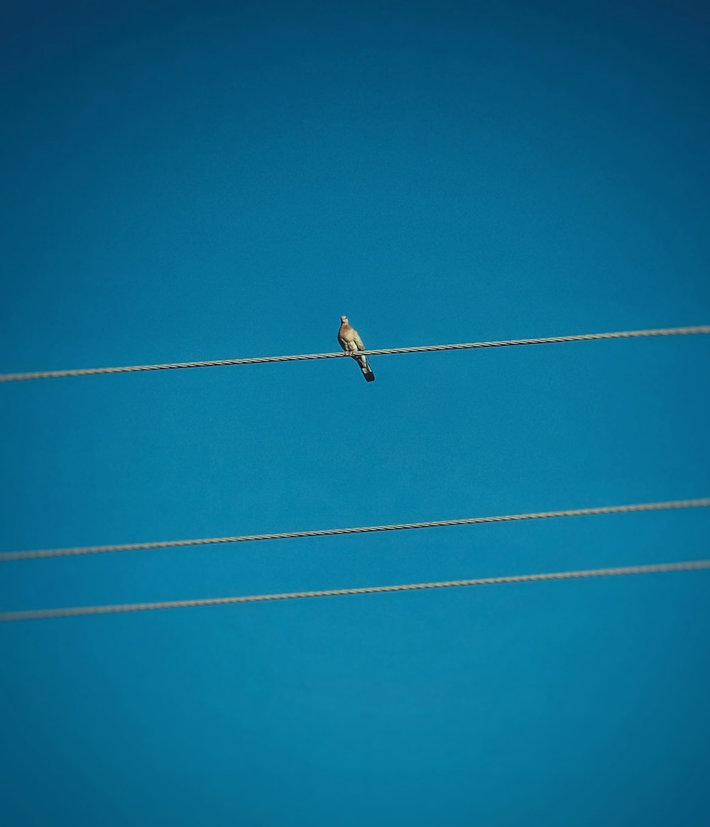 푸른 하늘을 배경으로 와이어에 앉아있는 새